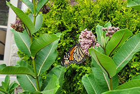 The first time I was able to get close to a monarch butterfly without it fluttering off (Photo by Wendy Ho/NCC staff)