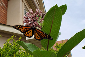 Monarch butterfly feeding on common milkweed flowers (Photo by Wendy Ho/NCC staff)