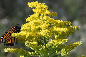 Monarch butterfly on Canada goldenrod (Photo by Peter Jessen, CC BY-NC 4.0)
