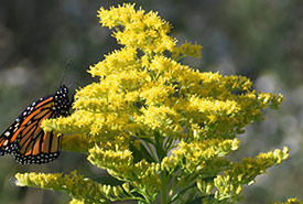 Monarque butinant les fleurs de la verge d'or du Canada (Photo by Peter Jessen, CC BY-NC 4.0)