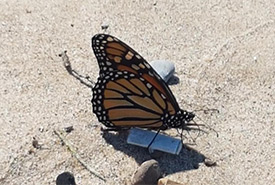 Monarch butterfly perched atop a cigarette butt (Photo by Lynn Tremain)
