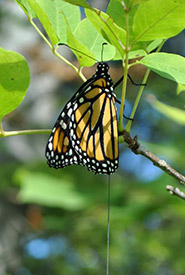 A tagged monarch hanging from a branch (Photo by Grace Pitman)