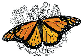 Monarch butterfly (Illustration by Chantal Bennett)