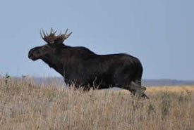 Moose in northern Saskatchewan (Photo by ehCanadaTravel.com)