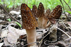 Morels (Photo by Johannes Harnisch, Wikimedia Commons)