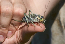 Mormon cricket (Photo by Bill Armstrong)