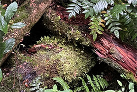 If you look closely, the forest is full of different vegetation, even on logs (Photo by Mariam Qureshi)