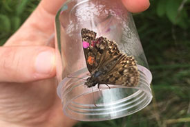 A marked mottled duskywing ready to be released. (Photo by NCC)