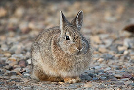 Mountain cottontail (Photo by Jason Headley, CC BY-NC 4.0)