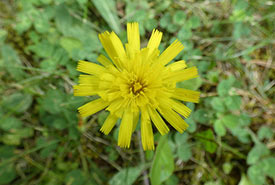 Mouse-ear hawkweed flower (Photo by mhalsted, CC BY-NC 4.0)