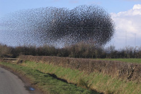 A murmuration of starlings (Photo by John Holmes, Wikimedia Commons)