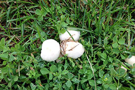 Mushrooms growing did not garner as much attention. (Photo by Jillaine Yee)