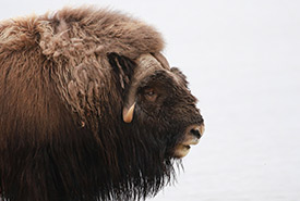 Muskox (Photo by camerondeckert, CC BY-NC 4.0)