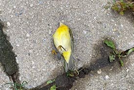 What is suspected to be a Nashville warbler that hit my brother- in-law's window (Photo courtesy of Wendy Ho/NCC staff)