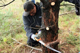 NCC national staff tackling Scots pine on a nature reserve, ON (Photo by NCC)