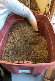 Native seed collected on Pelee Island to be spread at restoration sites on the island (Photo by NCC)