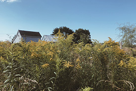 Part of a naturalized lawn where goldenrods are in the foreground (Photo by Chelsea Vieira)