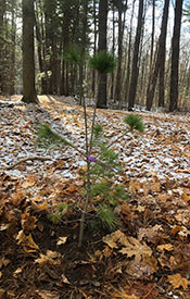 Newly planted eastern white pine (Photo by NCC)