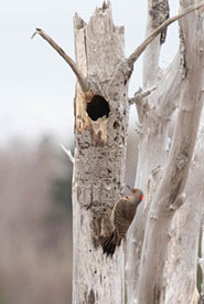 Northern flicker (Photo by David McCorquodale, CC BY 4.0)