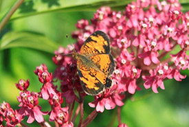 Northern crescent butterfly on swamp milkweed flowers (Photo by Jaimee Morozoff/NCC staff)