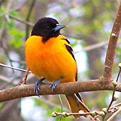 Northern oriole: One of the more spectacular birds of the forest. Notice the blue feet and bill. Clear notes, readily distinguishable. The bird is seldom quiet. The rose-breasted grosbeak has a more subdued but similar note. (Photo by Dr. Henry Barnett)