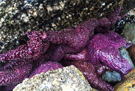 Purple sea stars (Photo by Mike Huck)