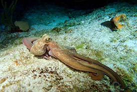 Octopus (Photo by Beto Alvarez) 