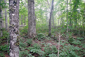 Old-growth forest (Photo by NCC)