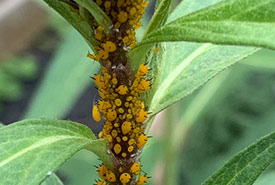 Oleander aphids (Photo by cory_silas_sheffield, CC BY-NC 4.0)