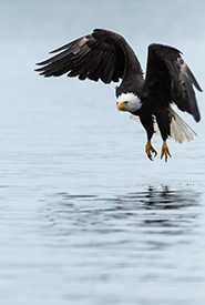 Bald eagle taking off (Photo by Nila Sivatheesan/NCC staff)
