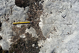 One of the largest fossils that we found. The first one we found was slightly larger, yet not as visible. (Photo by NCC)