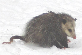 Virginia opossum an occasional visitor to the Happy Valley Forest in recent days. (Photo by Paul and Vicki Hotte)