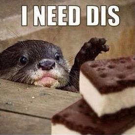 Otter meme (Photo from Pinterest.com)