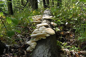 Oyster mushroom (Photo by Jim Tunney, Mushroom Observer, Wikimedia Commons)