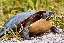 Painted turtle nesting (Photo by Rod Steinacher)