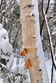 Paper birch (Photo by Marilyne Busque-Dubois, CC BY-NC 4.0)