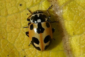 Parenthesis lady beetle (Photo by Christian Grenier)