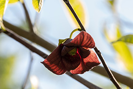 A pawpaw flower (Photo by Andrea J. Moreau)