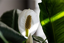 The peace lily plant Stanley likely hatched from. (Photo by Andrea J Moreau)