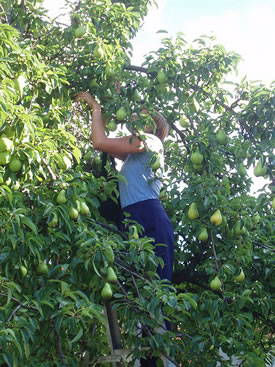 Pear picking (Not Far From the Tree)