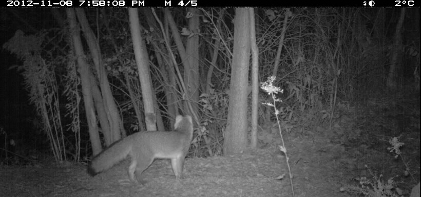 Gray fox on Pelee Island, ON (Photo by NCC)