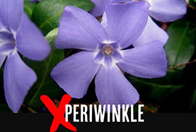 Periwinkle (Photo by Deena Sharon Chadi/Bugwood.org) 