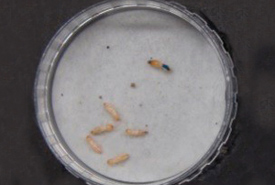 Petri dish trials to examine behaviour patterns in eastern subterranean termite populations. (Photo by Vicki Simkovic)