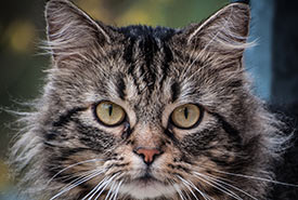 Ever wonder what your cat is thinking? (Photo by Pixabay)