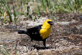 Yellow-headed blackbird (Photo by Gail F. Chin)
