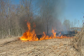 Pelee Island phragmite burn, ON (Photo by NCC)