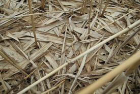 Phragmites pile (Photo by Bill Moses)