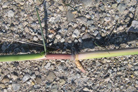 Alien species of phragmites creeping along the ground (Photo by Bill Moses)