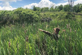 Phragmites javelin (Photo by NCC) 