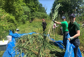 Phragmites javelin (Photo by NCC)